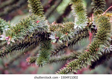 Closeup of conifer tree branches.