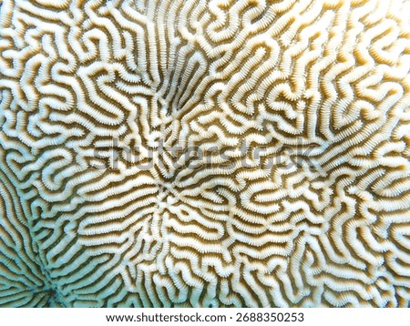 Closeup of the convoluted maze-like surface of a brain coral, Rarotonga, Cook Islands, Polynesia, South Pacific Ocean, Oceania