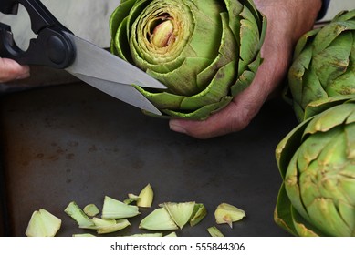 Closeup Of A Cook Using Kitchen Shears To Prepare An Artichoke For Cooking. The Man Is Cutting The Tips Off The Leaves.