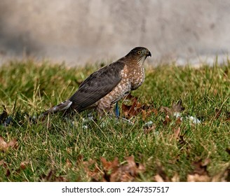 A close-up of a Cooper's Hawk on the ground eating what looks like a Blue Jay.  - Shutterstock ID 2247357517