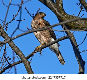 A close-up of a Cooper's Hawk perched.While eating what looks like a Blue Jay.  - Shutterstock ID 2247357717