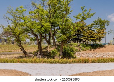 Closeup Of Copse Of Old Growth Trees In New Urban Park.