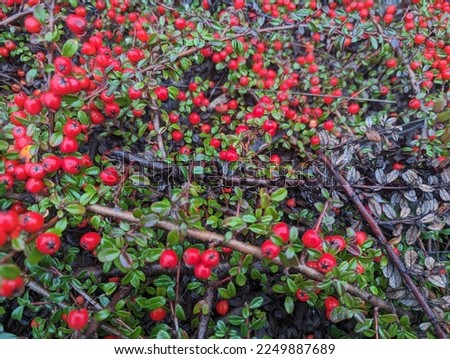 closeup of coral beauty cotoneaster, cotoneaster dammeri, bearberry cotoneaster