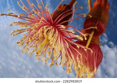 Close-up of Coral Gum (Eucalyptus torquate) flowers against mackerel sky, Australia - Powered by Shutterstock