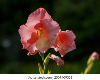 A close-up of a coral and pink gladiolus flower blooming in a garden - Powered by Shutterstock