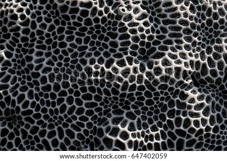 Closeup of corals (pattern - black/white)