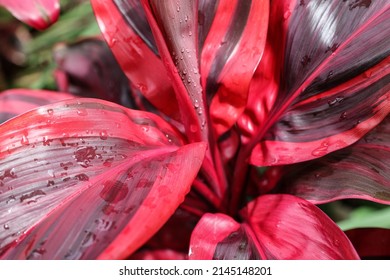 Close-up Of Cordyline Fruticosa (Tiplant) Showing Beautiful Textural Elements Of Red Evergreen Shrub With Lance-shaped Leaves