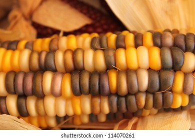 Closeup of corn