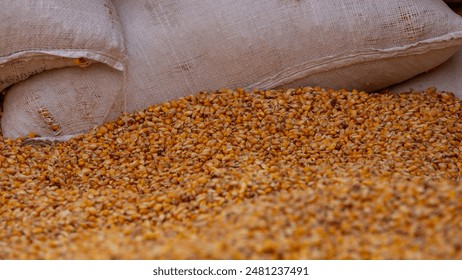 Close-up of corn after being harvested and cleaned, ready for storage in sacks for animal feed production. This image highlights the importance of proper post-harvest handling and storage .