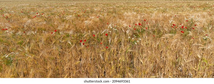 Closeup Of A Corn Field With Blooming Poppies And Daisies