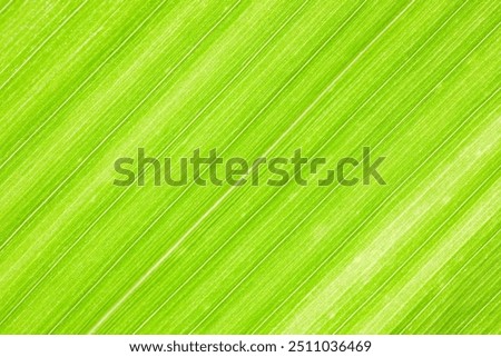 Close-up of corn leaf with white veins isolated. Natural texture of green corn leaf. Macro of a striped leaf in a beautiful green color. Diagonally striped green texture isolated.