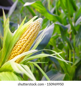 Closeup corn on the stalk in the corn field