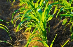 Close-up Of The Corn Plant Grown Using Organic Methods By Farmers