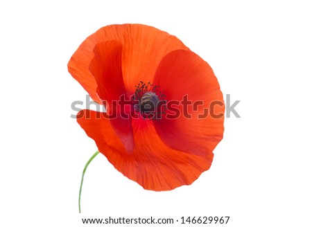 Close-up Corn Poppy (papaver rhoeas) On White with Clipping Path