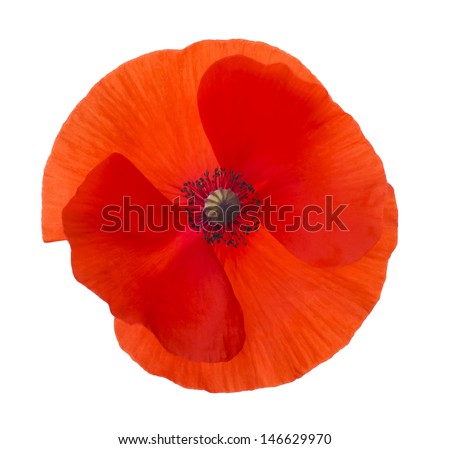 Close-up Corn Poppy (papaver rhoeas) Isolated with Clipping Path