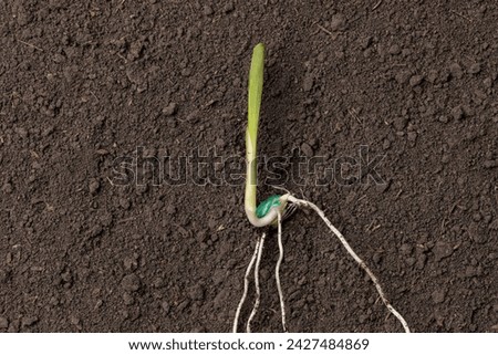Closeup of corn seed sprouting, germination in soil of cornfield. Agriculture, agronomy and farming concept.