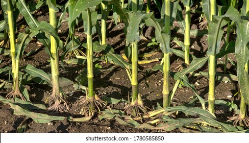 Closeup Of Corn Stalks Fibrous Roots Sticking Out Of Muddy Ground In Farmers Corn Field Before Harvest, Corn Root System, Preventing Soil Erosion