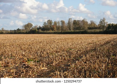 Closeup Of A Corn Stubble Field In Dobele Area, Latvia