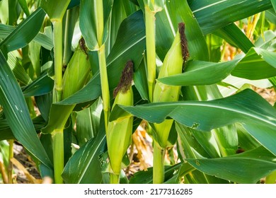 Closeup of cornfield with corn ear and silk growing on cornstalk. Concept of crop health, pollination and fertilization