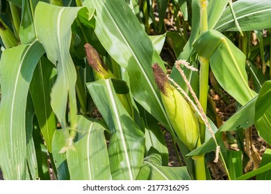 Closeup of cornfield with corn ear and silk growing on cornstalk. Concept of crop health, pollination and fertilization