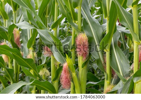 Closeup of cornfield with corn ear and silk growing on cornstalk. Concept of crop health, pollination and fertilization