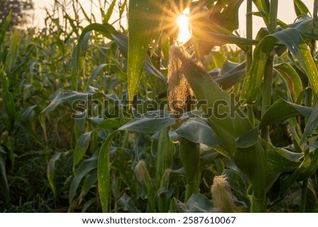 Similar – Image, Stock Photo Golden sunlight filters through a dynamic field of wheat with red poppies, creating a blurred, dreamlike effect