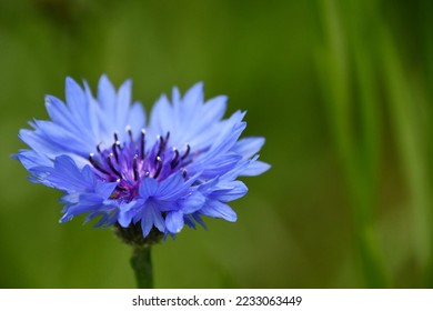 Closeup of a cornflower, bluebottle - Shutterstock ID 2233063449