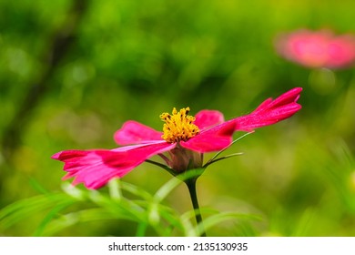 Closeup Cosmos Flower Cosmos Bipinnatus Beautiful Stock Photo