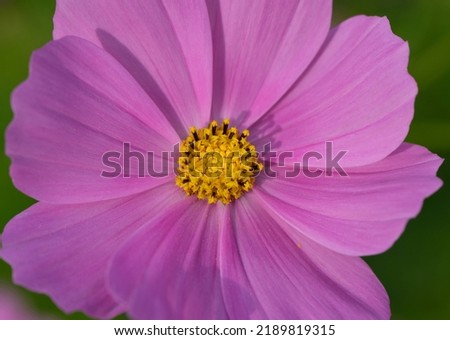 Close-up of cosmos flower with yellow stamen and pink petal with shadow, South Korea 
