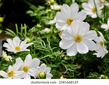A closeup of Cosmos 'Sonata White' shrubs in a garden