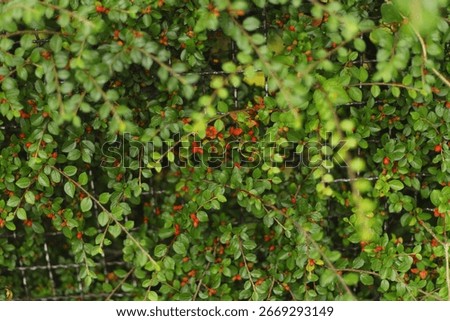 Close-up of cotoneaster bush with small red berries and green leaves, natural texture of climbing shrub on metal fence, ornamental plant in summer