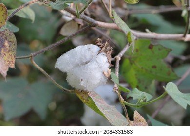 Close-up Of Cotton Crop Destroyed Due To Water Drenching