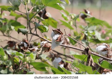 Close-up Of Cotton Crop Getting Drenched By Rain Water