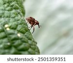 Close-up of the cotton plant beetle (Anthonomus grandis)