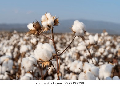 Close-up of cotton standing ready for harvest in a cotton field