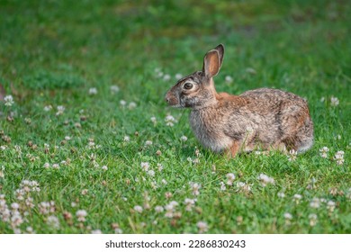 Close-up of a cottontail rabbit