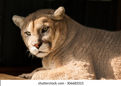 Closeup Of A Cougar Or Mountain Lion In Its Habitat