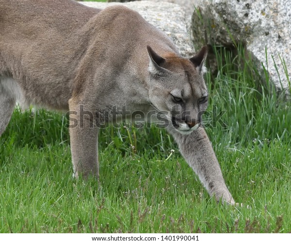 biggest puma