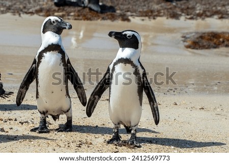 A closeup of a couple of African penguins holding flipers while walking at Boulders Beach in South Africa
