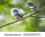 A closeup of a couple of Oriental magpie-robins perched on the branch. Copsychus saularis.