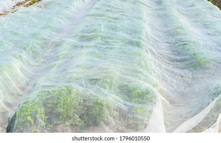 Close-up of Covered Carrot Field  - Powered by Shutterstock