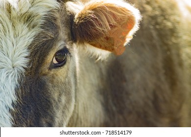 14,820 Closeup Cow Face Images, Stock Photos & Vectors | Shutterstock