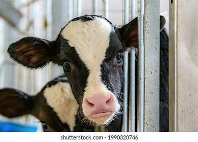 A Closeup Of A Cow Looking Directly At The Camera, With Her Head Sticking Out Between Metal Bars. She Is In A Barn, Or Perhaps A Slaughter House.