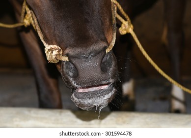 Cow Tied Images, Stock Photos & Vectors | Shutterstock