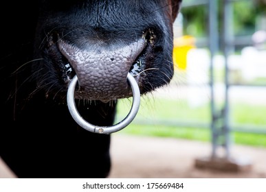 Closeup Of A Cow Nose With Ring.