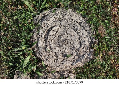 Closeup cow poop in the grass in a highland. Natural fertilizer.