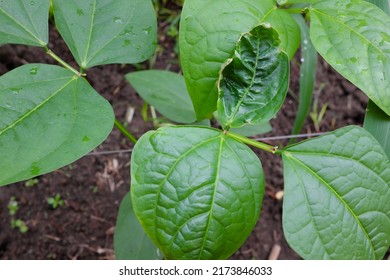 Closeup of cowpea leaves with leaf curl disease. Bacteria or mosaic virus. - Shutterstock ID 2173846033