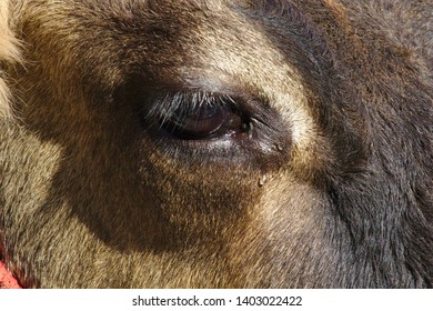 A closeup of a cow's eye