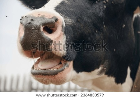 close-up of a cow's face, flies sitting on a cow's nose, a cow chewing gum. The idea of ​​caring for cattle. An unkempt cow.Open cow mouth
