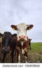 Closeup Of Cows Grazing In Green Meadow With Copy Space. Ireland